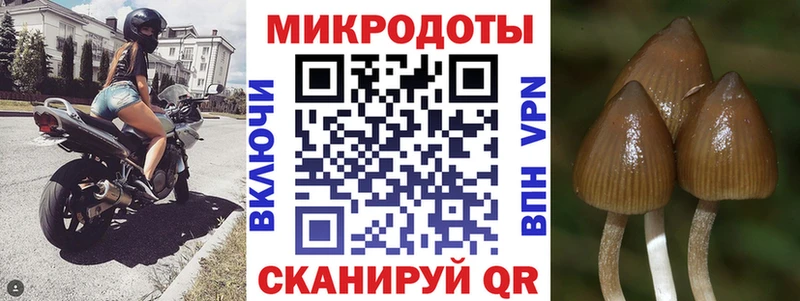 Купить  Талица  Галлюциногенные грибы Psilocybine cubensis 